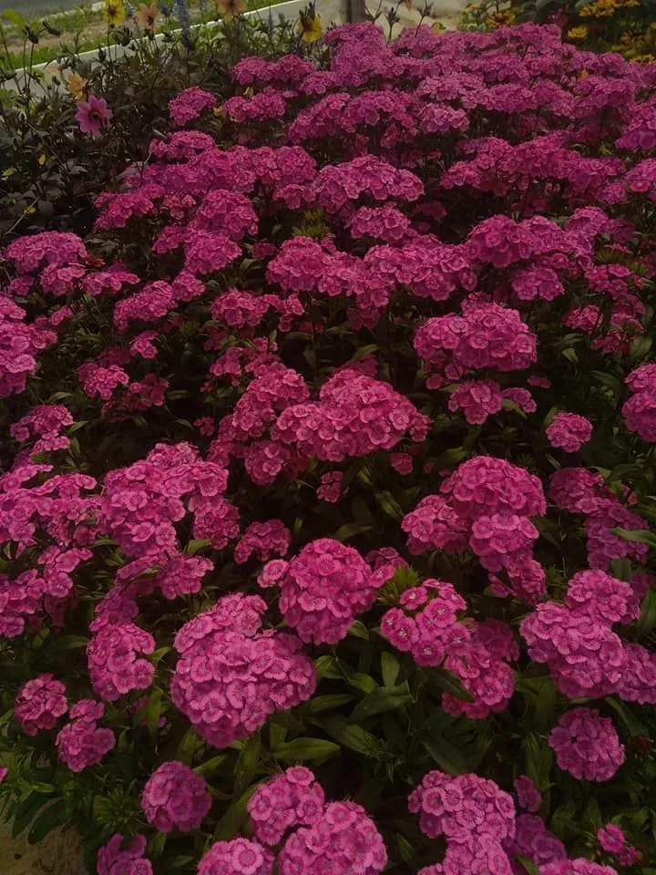Horticulture à Barges