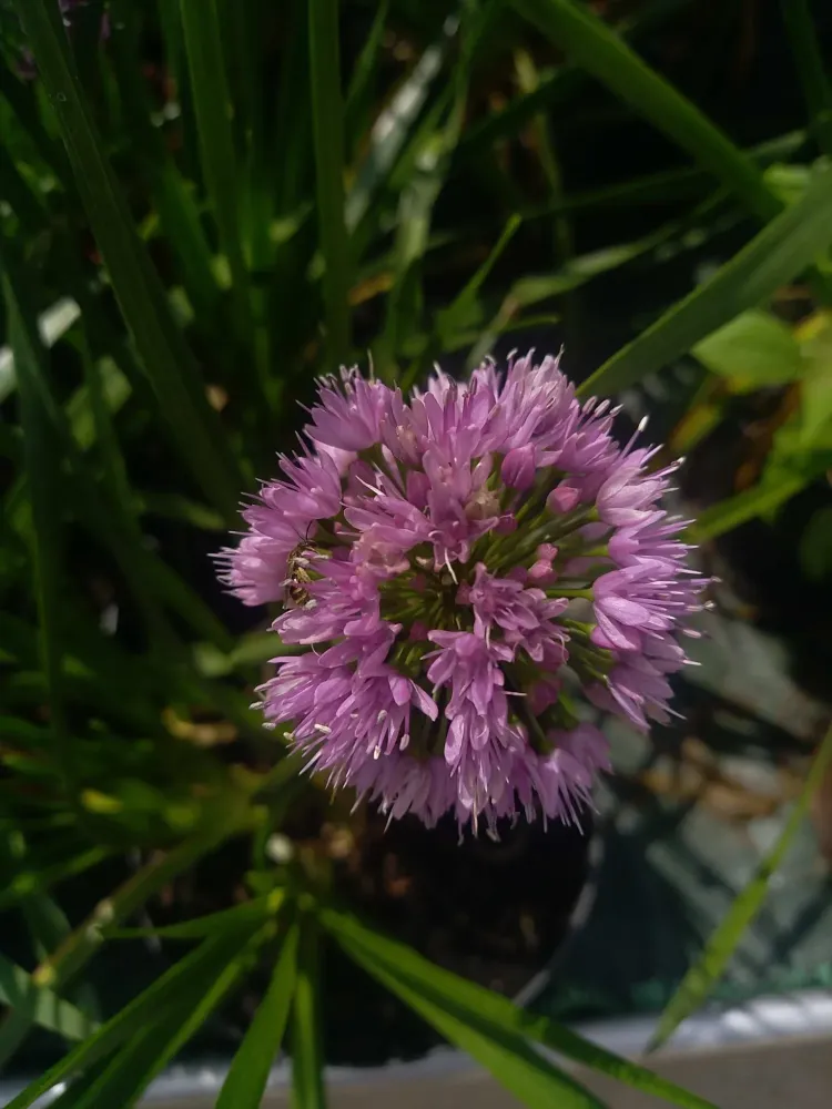 Fleur à Barges
