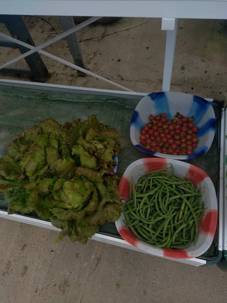 Haricot vert